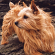A Norwich Terrier